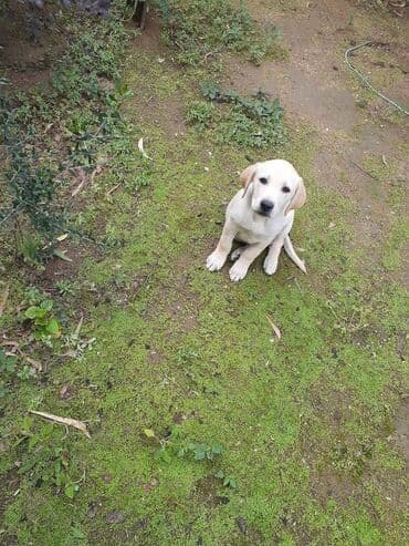 лабрадор купить: Labrador-retriver — 2