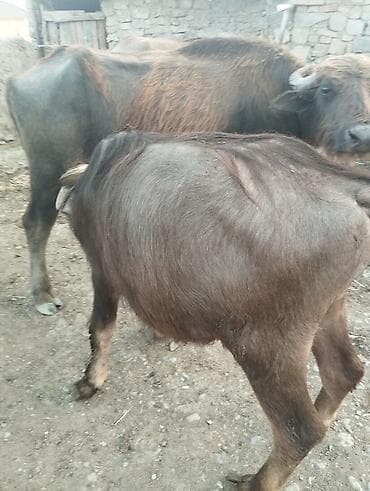 sudluk: Məhsul: Camış və erkək bala (camış buzovu)

Təsvir:
- ikimin altı yüz — 2