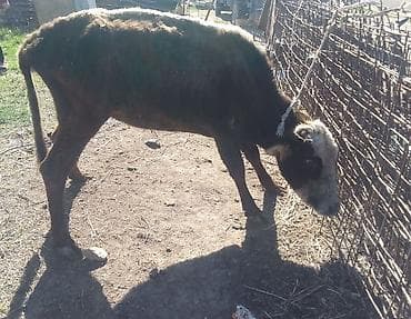 Hinduşkalar: Dişi, il: 2, 100 kq, Damazlıq, Ünvandan götürmə — 2