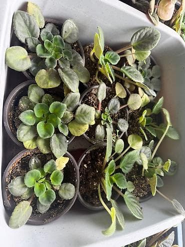 qarisiq sekiller: Fialka Bənövşə (Saintpaulia) – bənövşəyi-çəhrayı, çoxqatlı (yığcam — 4