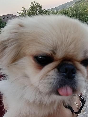 etibarlı əllərə verilir: Pekines — 2