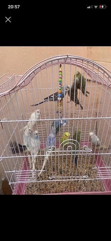 Salam . Bala valnisti papuqaylar 1 ededi 9 manat . Ünvan nizami