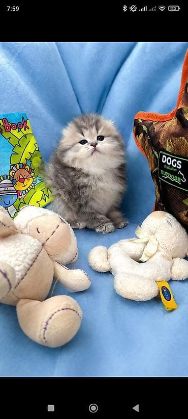 gencede heyvanlar: Şotland uzun tüklü — 4