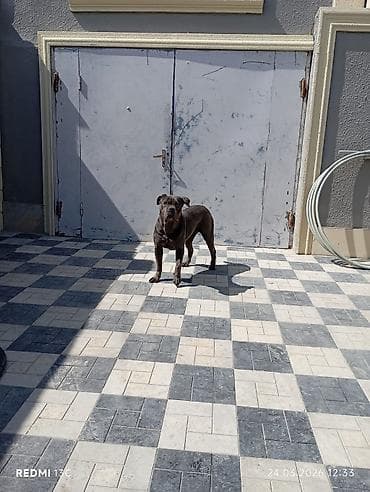 zvonok it: Kane-Korso, Dişi — 4