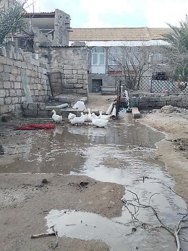 Şirniyyat məhsulları: Məhsul: Ördək yumurtası Pekin ordek yumurtası tam arginal mayali — 4