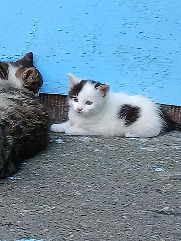 cepis sekilleri: Erkək, Dişi, Yaxşı əllərə, Ünvandan götürmə — 8