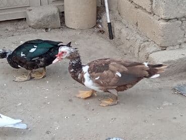 енот в баку купить: Krasnadar 1denede agaara erkeyler kökdüler tumluga Eladi maşdagadadi — 3