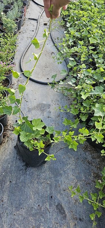 hilba bitkisi nedir: Hedera helix (Plyuş sarmaşığı) sürətlə yayılaraq səthləri bürüyən — 3