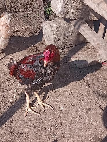 kənd xoruzu: Aseel tipli gənc xoruz - Cins: ehtimalən Aseel (uzun ayaqlar, güclü — 4