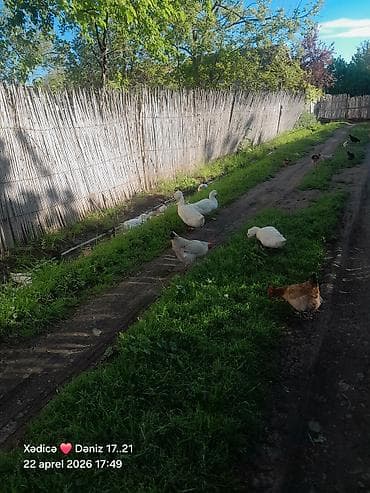 Təbii şəraitdə saxlanılan ördək sürüsü - Növ: Ağ və qarışıq rəngli ev