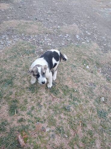 Gəmiricilər: Peyvəndli — 1