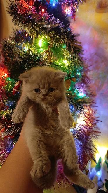 Digər heyvanlar: Şotland, Erkək, Dişi, Yaxşı əllərə, Ünvandan götürmə, Pulsuz çatdırılma, Ödənişli çatdırılma — 3