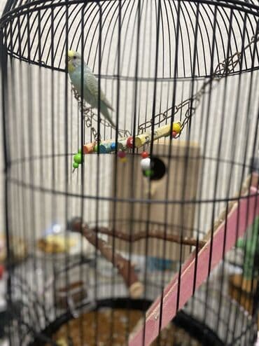 peleng sekili: Məhsul: Tutquş (bxy) üçün tam komplekt qəfəs seti Təsvir: - Dairəvi — 2