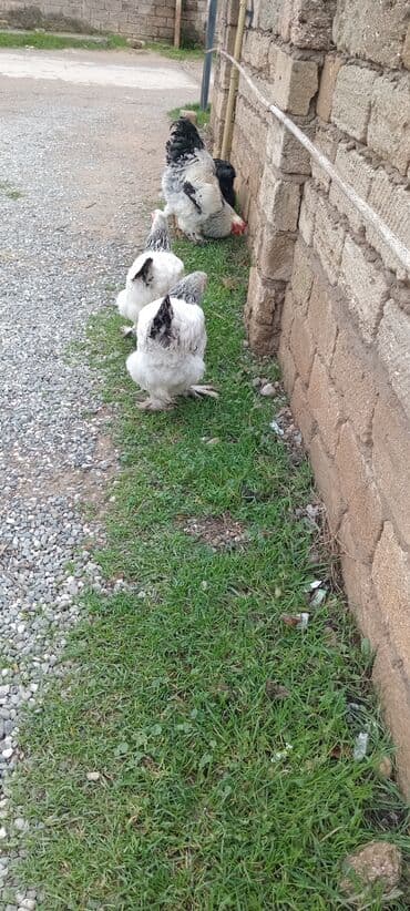 Qazlar: Brahma toyuqları – yumurtacı və ətlik iri cins 3 toyug 1 xoruz 280 m — 7