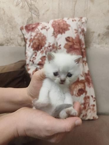 gence heyvan: Britan, Erkək, Dişi, Yaxşı əllərə, Ünvandan götürmə, Pulsuz çatdırılma, Ödənişli çatdırılma — 6