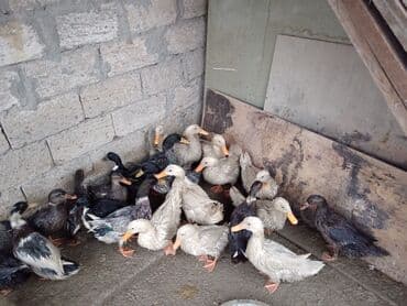 toyuq cuce satişi: Məhsul: ördək sürüsü 20eded di hamsını alana endirim olacaq tam sağlam — 1