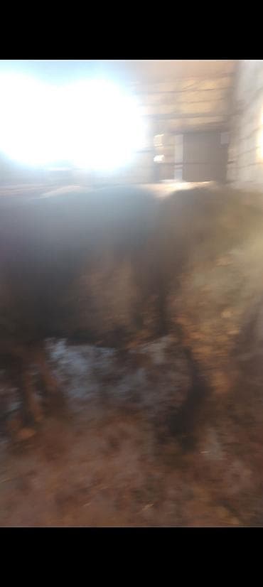 satdiq danalar: Salam aleykum kim isdese desin super kök 2 baş erkey danalarımız dı — 7