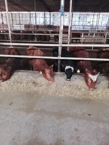 cins ineklerin satisi 2018: Hereford tipli ətlik danalar – fermadan - Şəkildəki bağlamalı fermada — 12