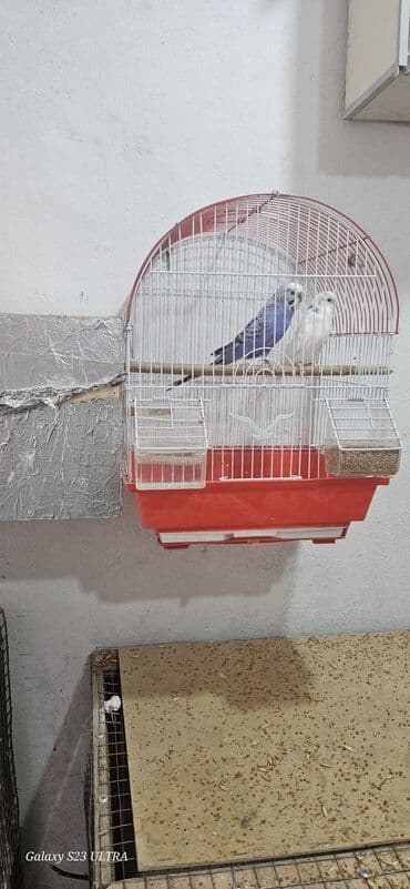 попугай ара цена: Papuqaylar satılır — 10