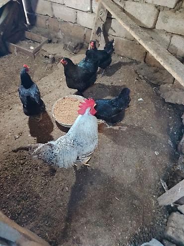 qus: Xoruz və Macar Lal ördək Xoruz 30 manat, dişi lal ördək 35 manat — 2