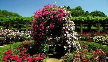 generator təmiri: Həyət və bağ sahələrinizə sarmaşıq müxtəlif qızıl güllərdən besetka — 2