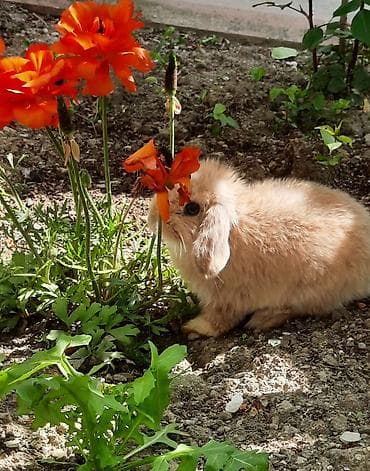 dekorativ dovşan: Miniatür dovşan (lop tipli, sallananqulaqlı) - Rəng: krem-bej və ağ — 3