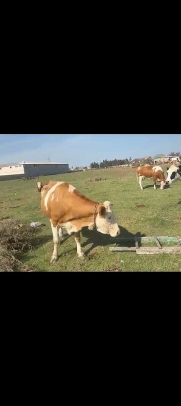 inek satislari: Simental və Holştayn növlərinə oxşayan iri buynuzlu mal-qara sürüsü — 2