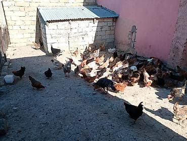 Toyuq, Yumurtalıq