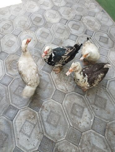 Кошки: Muscovy (hinduska) ördəkləri – 4 baş - Növlər: Muscovy/hinduska. - — 2