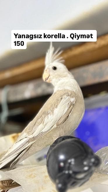ağ quyruğ: Yanagsız korella (cockatiel) – xüsusi rəng mutasiyası. - Rcəng: açıq — 1