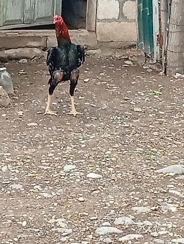 Xoruz – uzunboy, güclü bədən quruluşlu, sərt ayaqlı və hündür