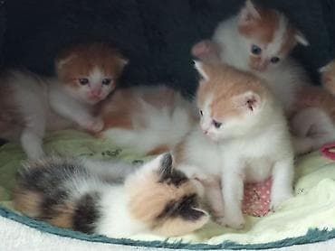 Dişi, Yaxşı əllərə