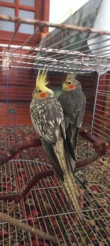 əbabil quşu satılır: Salam.Tam saglam 8ayliq. 4 eded var Isteyen buyursun cutunu alana — 12