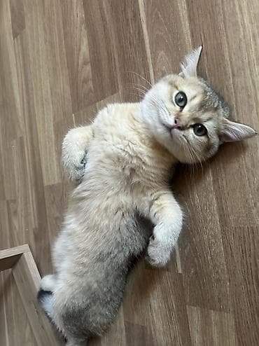 Erkək, Yaxşı əllərə, Ünvandan götürmə lalafo.az -da Erkək, Yaxşı əllərə, Ünvandan götürmə