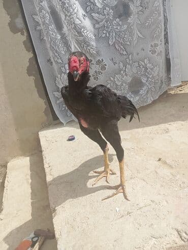 Heyvanlar üçün mallar: Xoruz, Heyratı, il: 1, Ödənişli çatdırılma — 2