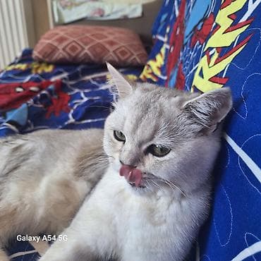 Şinşilla lalafo.az -da Şinşilla