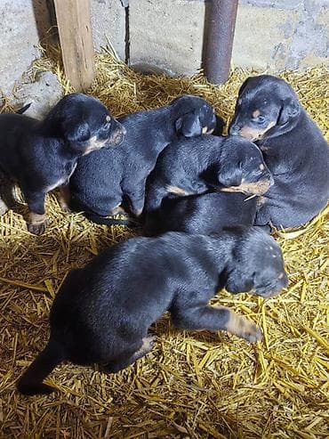 pulsuz it satilir: Doberman, Pulsuz çatdırılma — 7