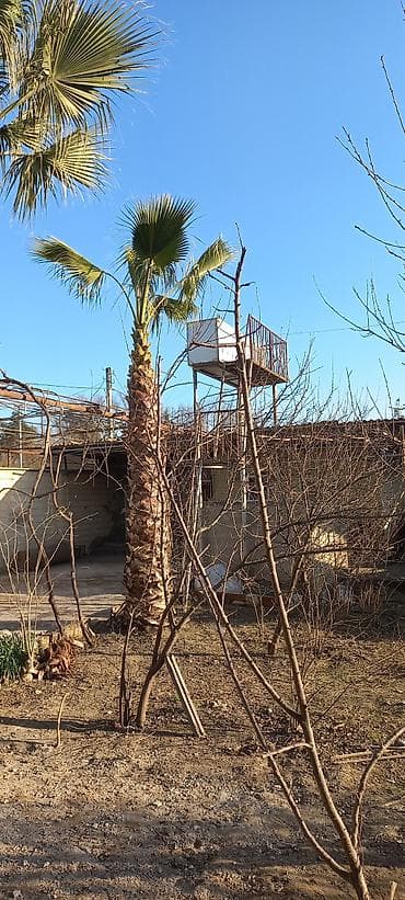 suni gul satışı: Satılır: Hündür palma ağacı (canlı dekorativ bitki) - Növ — 1