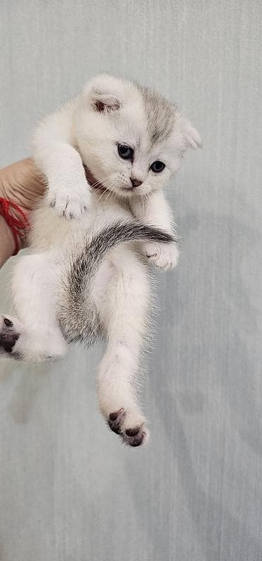 pisiklerin satisi: Britan yastı qulaq, Erkək — 2