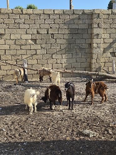 kecı: Salam saglam arpa yonca yeyen çepişlerdi real alıcılar zeng vursun — 2