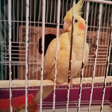 ağ quyruq: Məhsul: 1 yaşi var tam sağlam quşdur. Nimfa tutuquşusu (cockatiel) — 5