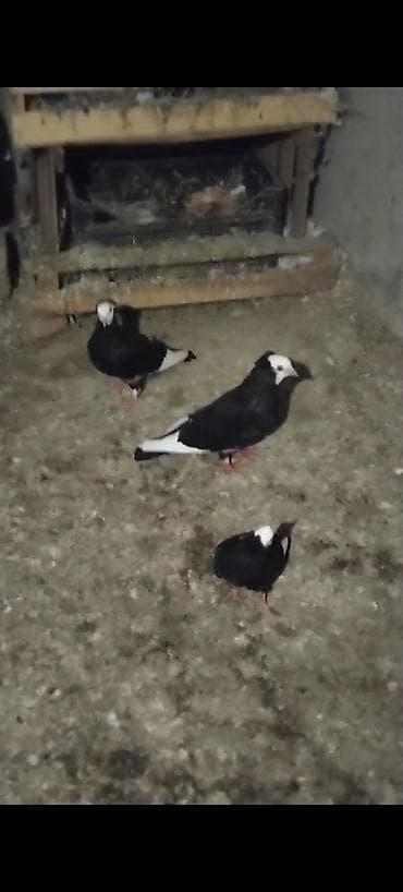 derzi quşu: Ağ baş ağ qanat hazir çütdüler balsida yaninda verem sonu du qiymet — 3