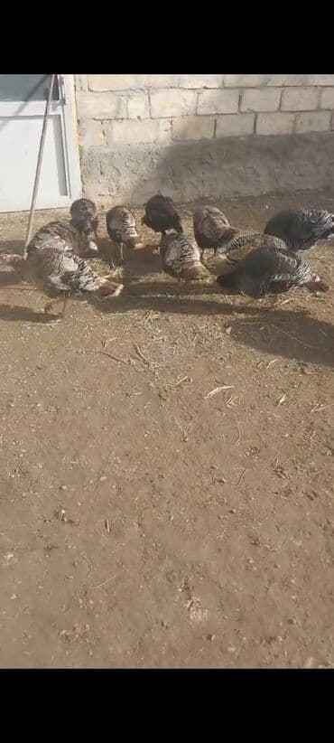 liqorin xoruzu: Erkək, Damazlıq — 2