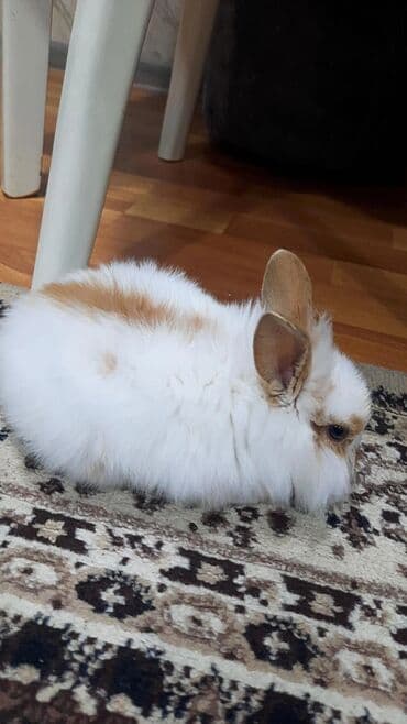 Inəklər, öküzlər: Sevimli dekorativ dovşan - Növ: dekorativ ev dovşanı (uzun, yumşaq — 3