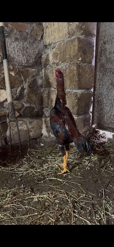 Xoruz, il: <1, Ödənişli çatdırılma