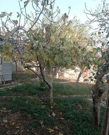 sumqayitda 1 otaqli kohne tikili evler: Lökbatan qəs. 5 otaqlı, 120 kv. m, Kredit yoxdur, Orta təmir — 7