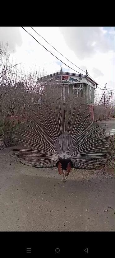 balaca tuklu itler: Məhsul: Hind tovusu (pavlin) – erkək, dekorativ cins Təsvir: - Parlaq — 3