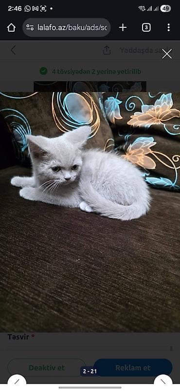 pişikləri: Britan — 7