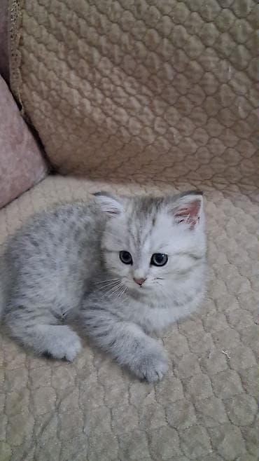 Золотая шиншилла, Самка, В добрые руки, Платная доставка, Самовывоз