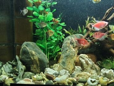 купить аквариум: Dördbucaq akvarium, Balıqlarla birlikdə, 120 l, Ödənişli çatdırılma — 3